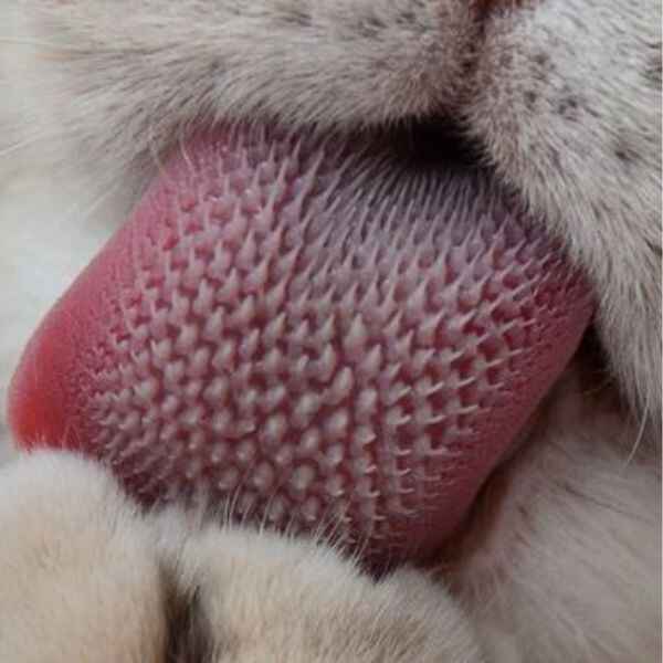 Cat's tongue