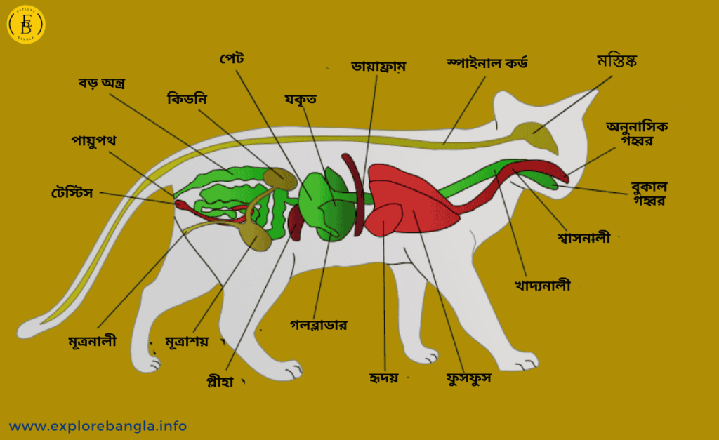 The anatomy of a cat