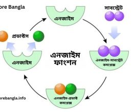 এনজাইম কি