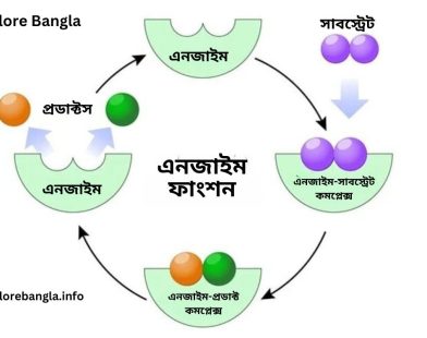 এনজাইম কি