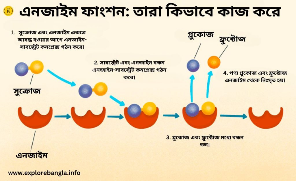 এনজাইম