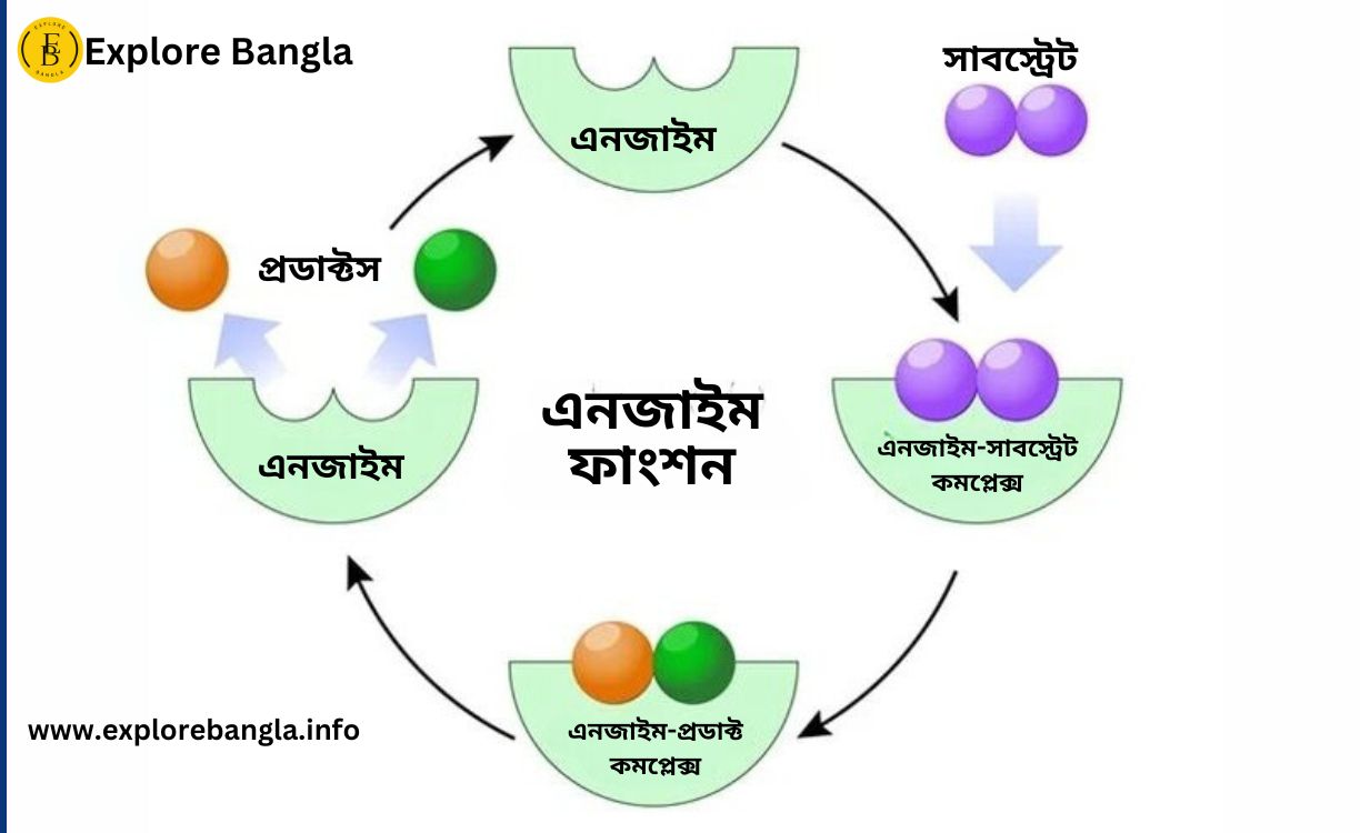 এনজাইম কি